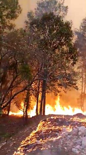 $!Arrasa incendio con más de 100 hectáreas en la sierra de Concordia