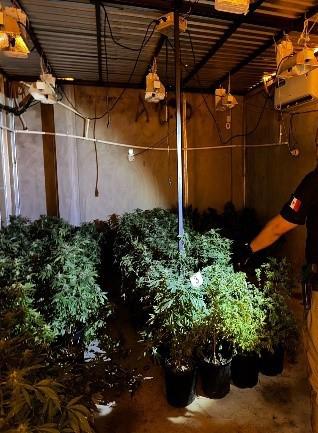 $!Aseguran más de 1,500 plantas de mariguana tras cateo en Culiacán