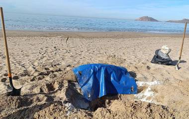 Un lobo marino apareció sin vida el pasado lunes en las playas de Mazatlán.