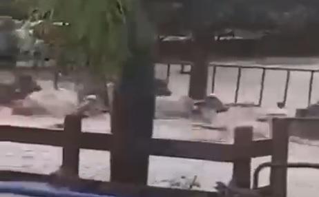 Captan en video cómo río se lleva algunas vacas en Coyotitán