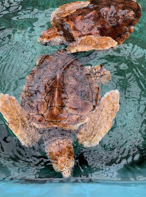 $!Crías de tortuga caguama (Caretta caretta) nadan en el Acuario Público del Puerto de Nagoya.