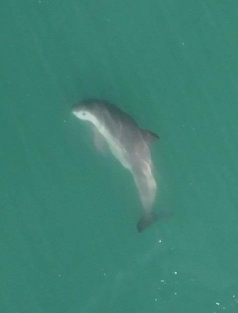 $!Vaquita marina (Phocoena sinus) avistada en mayo del 2024 en el Alto Golfo de California.