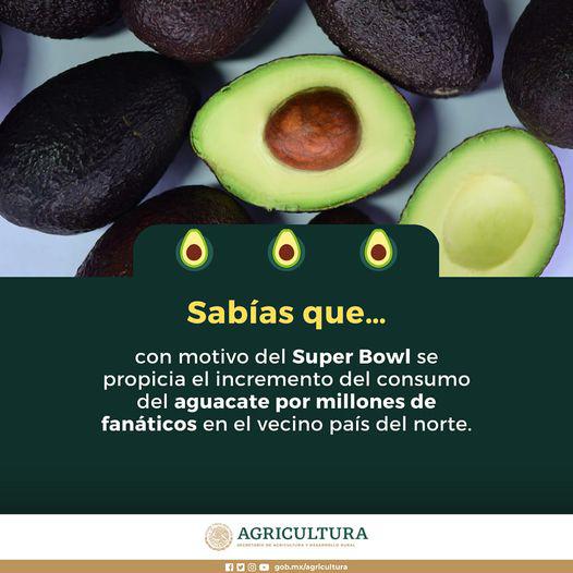 $!Es México líder mundial en producción y exportación de aguacate: Sader