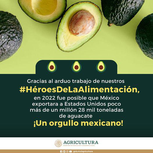 $!Es México líder mundial en producción y exportación de aguacate: Sader