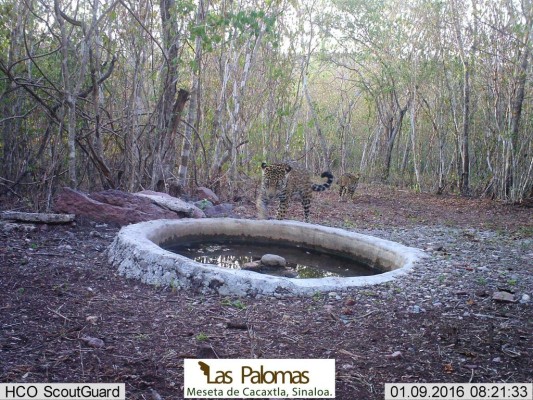 Captan a jaguar en La Meseta de Cacaxtla