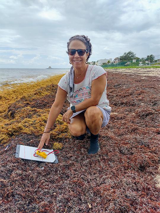 $!La investigadora Rosa Elisa Rodríguez Martínez recoge muestras de sargazo en una playa en México.