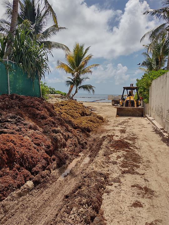 $!Las autoridades locales vierten el sargazo al lado de una carretera en México. Semejantes métodos imprudentes de disposición podrían contaminar las aguas subterráneas de la región.