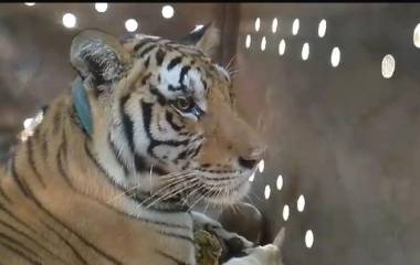 La tigresa de bengala “Tita” ya está en el santuario Ostok, en Culiacán.