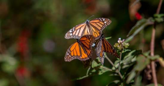 Cambio climático, enfermedades y destrucción de hábitats amenazan supervivencia de especies en el mundo