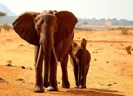 Miles de especies de animales podrían desaparecer para siempre.