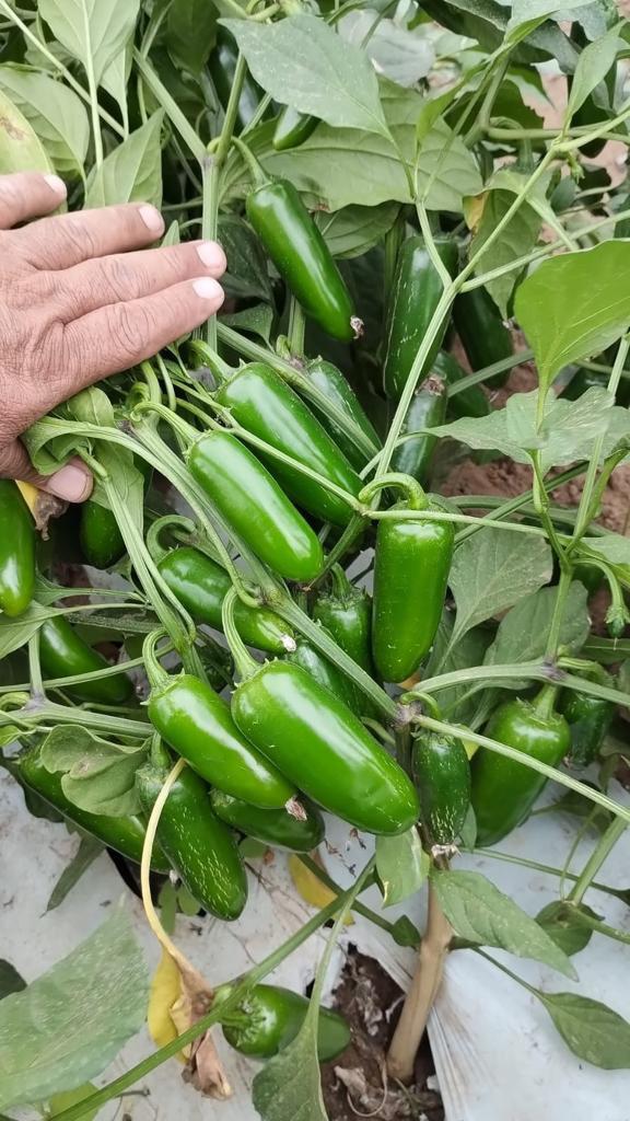 $!Productores de chile en Escuinapa buscan alternativas de cultivo