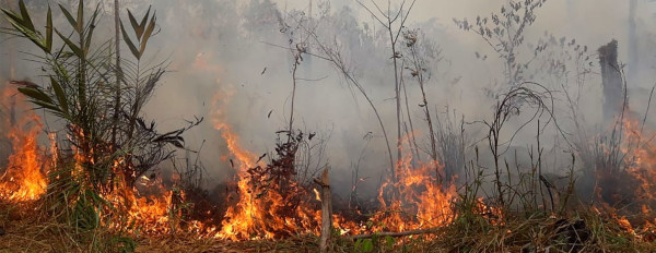 El cambio climático también se combate desde los tribunales