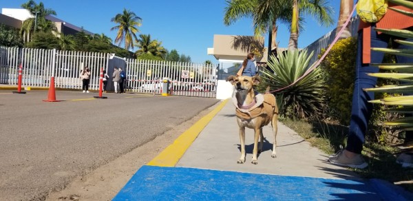 Recibe comisión del Congreso de Sinaloa a protectores de animales