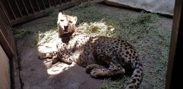 Por denuncia en redes, atienden salud de guepardo en el Zoológico de Culiacán