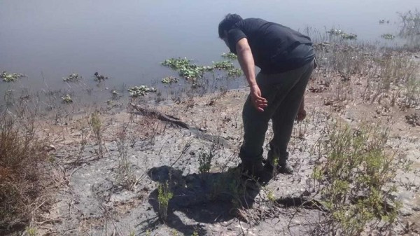 Profepa libera ocho animales silvestres en laguna de Culiacán, entre ellos 5 cocodrilos