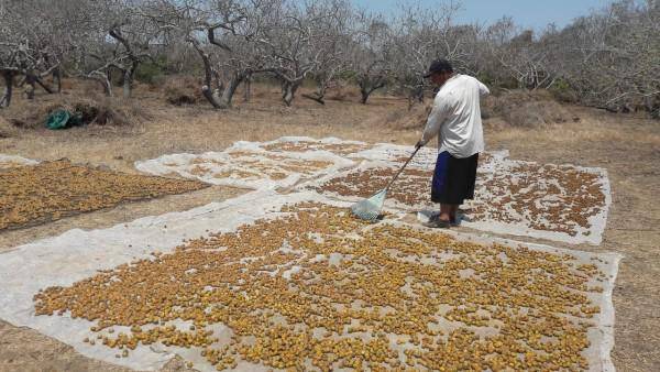 La producción de este fruto seco es completamente orgánica