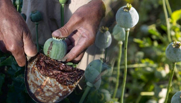 Caída de 60% del opio obliga a narcos a otros rubros, y a los campesinos los lleva a la desesperación