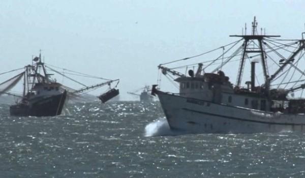 $!En una semana, inician capturas de camarón en esteros de Sinaloa; para el 22, comienzan los barcos