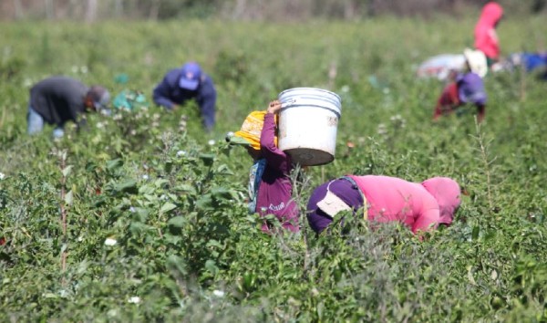 No se tiene un número determinado de cuantos jornaleros migrantes llegan de los estados de Oaxaca, Guerrero, Nayarit o Durango al sur de Sinaloa,