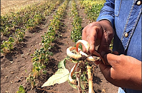 Desarrollan semilla de frijol que triplicaría ingreso de agricultores