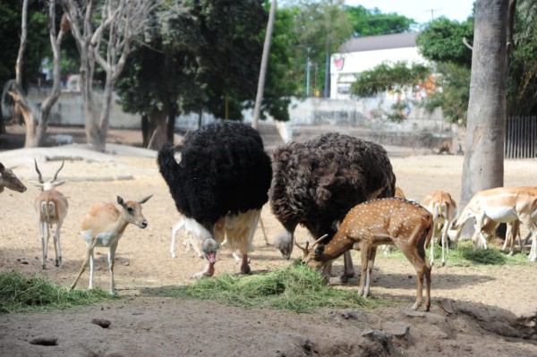 Zoológico de Culiacán abre sus puertas al público