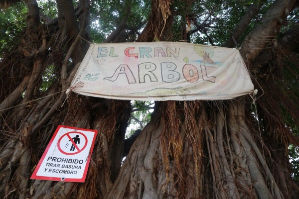 Ciudadanos de Mazatlán defienden el 'gran árbol' del Arroyo Jabalines