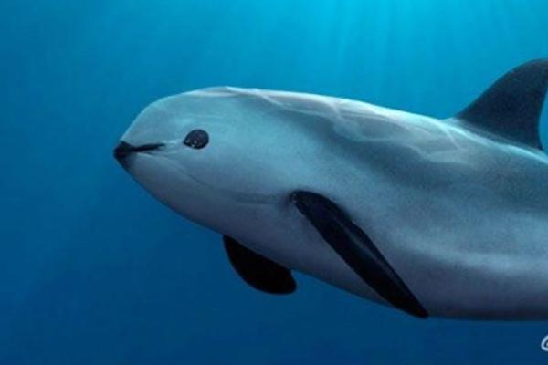 Evaluará EU a México sobre protección y medidas pendientes de la vaquita marina