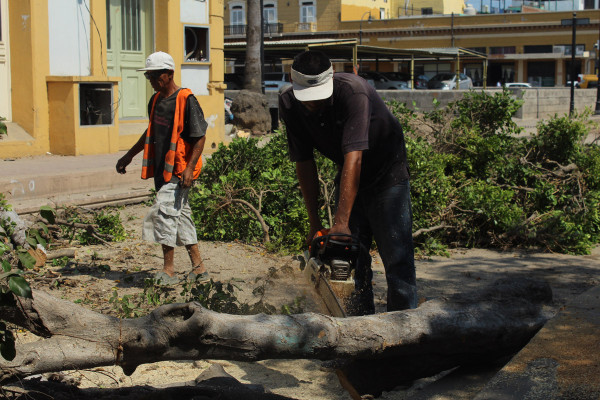 Talan, sin permiso, árboles en el Centro de Mazatlán