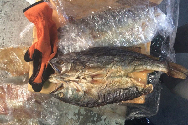 Buche de totoaba, la 'cocaína del mar'