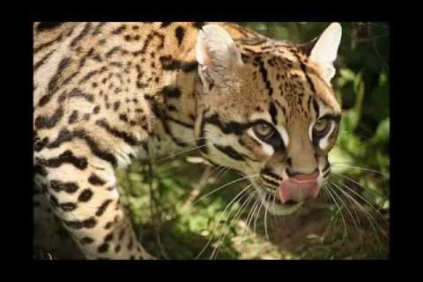 Un ocelote, especie en peligro de extinción, muere en Colima tras recibir dos disparos y ser arrollado