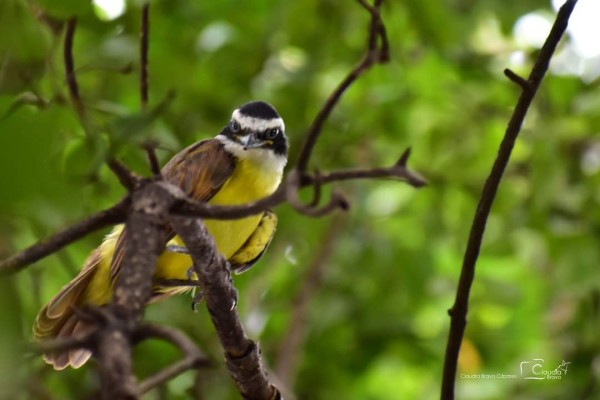 En Culiacán, realizarán 'Expo Fotográfica de la Fauna Silvestre del Parque las Riberas'