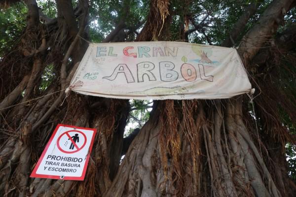 $!Dicen ‘¡no!’ en Mazatlán al corte del ‘Gran Árbol’ del Arroyo Jabalines