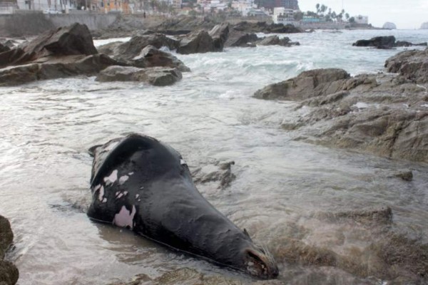 Van 9 lobos marinos muertos en playas de Mazatlán en este año que apenas empezó