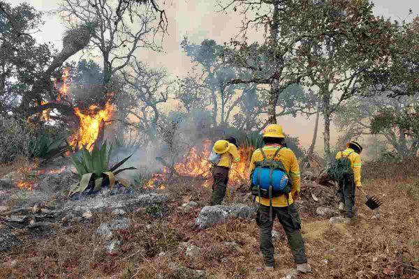 $!Fuego consume Reserva de Biósfera Tehuacán-Cuicatlán, Oaxaca; habitantes exigen acciones para controlarlo