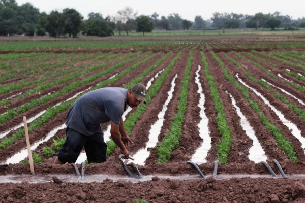 "En Sinaloa el ejido está devastado, con la renta del 80