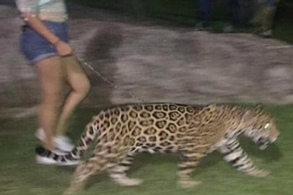 Pasean un jaguar en parque de Culiacán; Profepa abre investigación