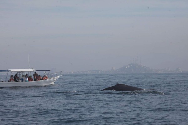 Van 100 avistamientos de ballenas en un mes en Mazatlán