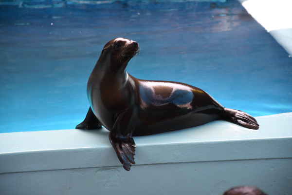 Acuario Mazatlán tendrá su programa de TV