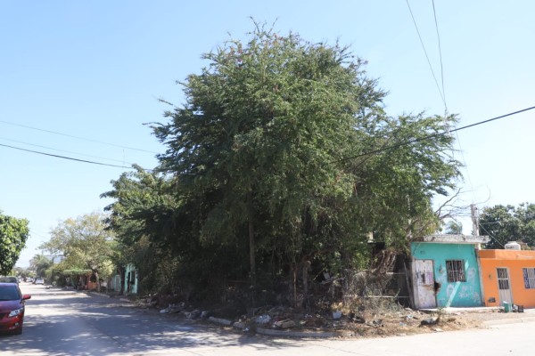 Piden retirar árboles de casa abandonada en la Colonia Morelos, en Mazatlán