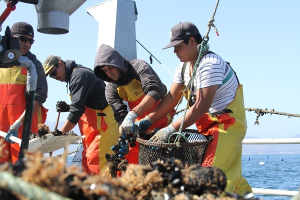 Dos empresas mazatlecas llegan a primeros lugares en el Premio a la Pesca y Acuacultura Sustentables 2019