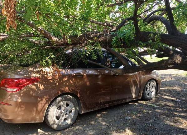 Maestra resulta lesionada tras caerle un árbol en secundaria en Mazatlán