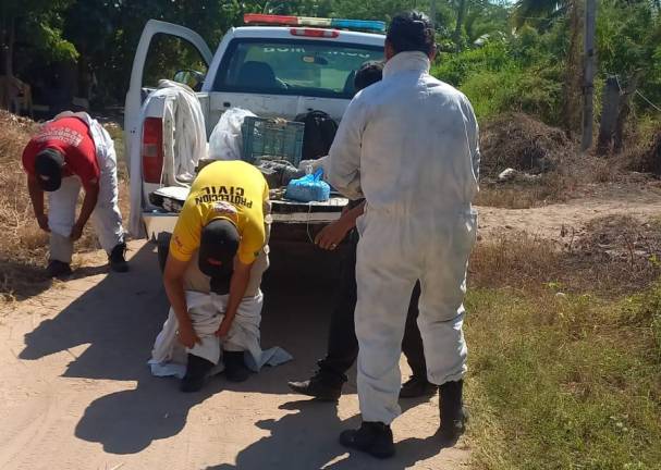 El enjambre de abejas se encontraba en el interior de un domicilio.