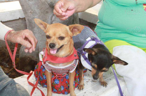 Durante las detonaciones se le recomienda encerrar a las mascotas en lugares donde no puedan escapar o lastimarse