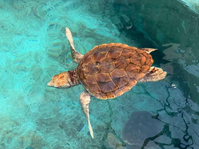 $!Una cría de tortuga caguama (Caretta caretta) nada en el Acuario Público del Puerto de Nagoya.