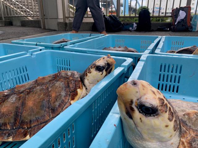 $!Crías de tortuga caguama (Caretta caretta) previo a la colocación de etiquetas satelitales en el Acuario Público del Puerto de Nagoya.