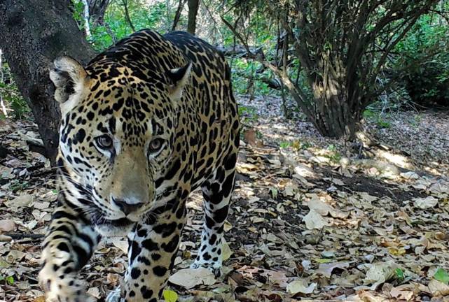 El jaguar se ha convertido en una víctima del narcotráfico en Centroamérica