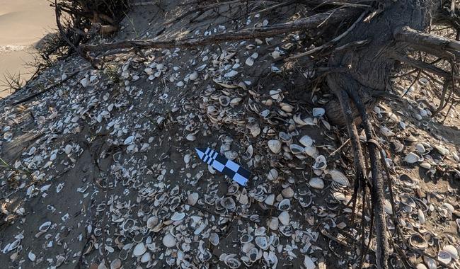 $!En la Isla Macapule donde, a partir de la línea de playa, se distribuyen ocho montículos de conchas, de 8 a 12 metros de altura.