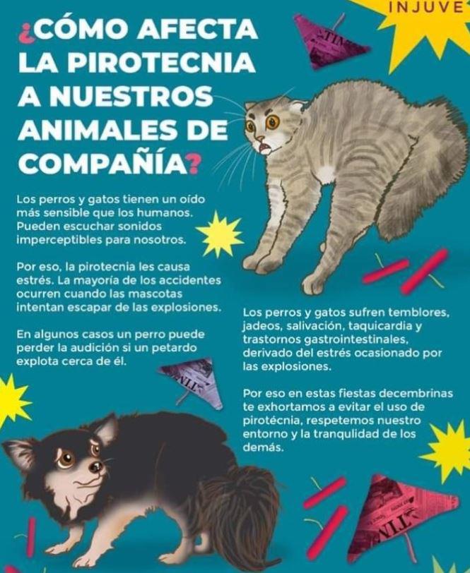 $!¿Tienes mascota? Estas medidas pueden ayudarte a protegerla de la pirotecnia en las fiestas navideñas