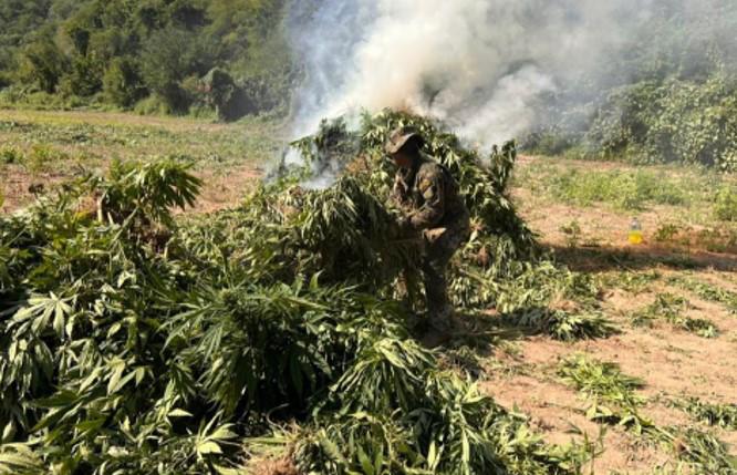 $!Marina localiza y destruye 132 toneladas de plantas de mariguana, en Tamazula, Durango