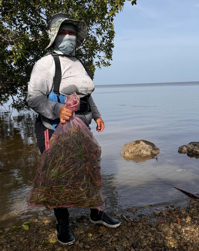 $!Restauradora Teresita Huchim realizando actividades de recolecta de propágulos de mangle rojo.